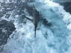 Biggame