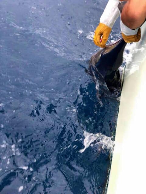 marlin