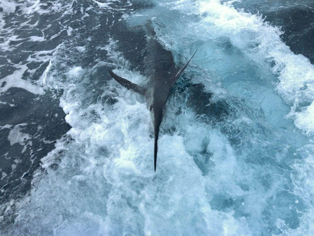 Biggame
